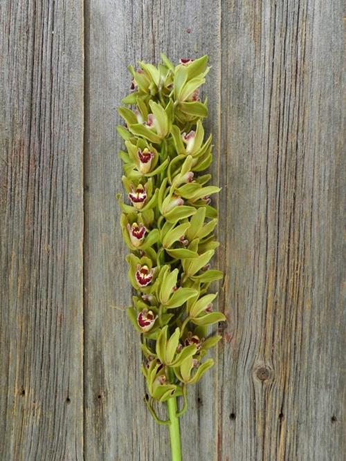  GREEN MINI CYMBIDIUM